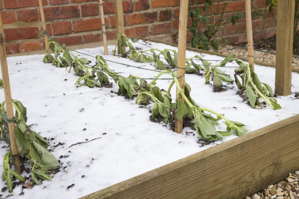 How To Help Your Plants Through The Winter