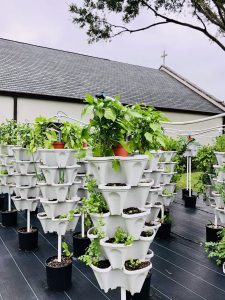 The Pros and Cons of Hydroponic Gardening