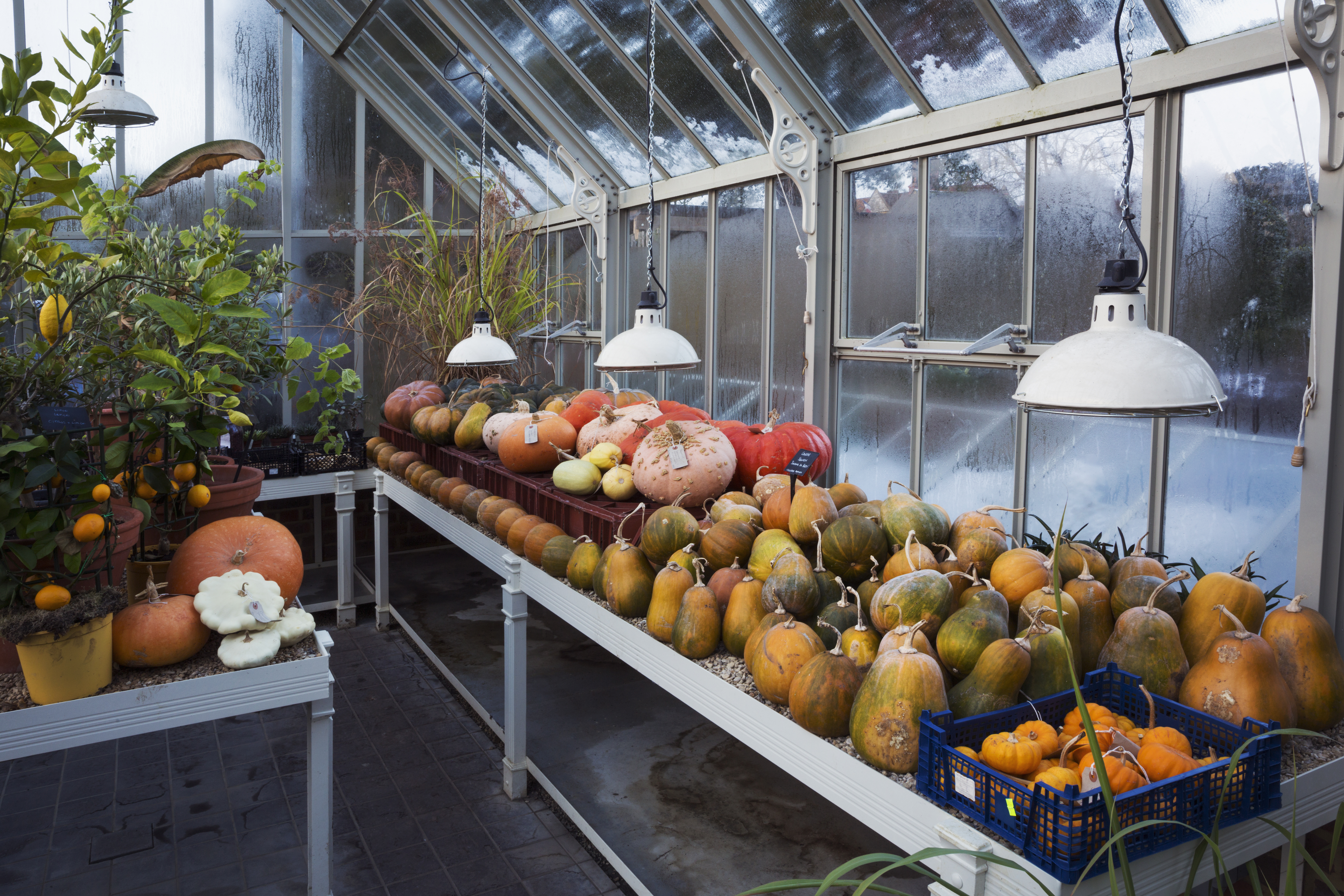 Pumpkins in the greenhouse in winter at Le Manoir aux Quat'Saisons, Oxfordshire.